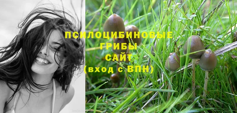 как найти наркотики  Липки  Галлюциногенные грибы MAGIC MUSHROOMS 